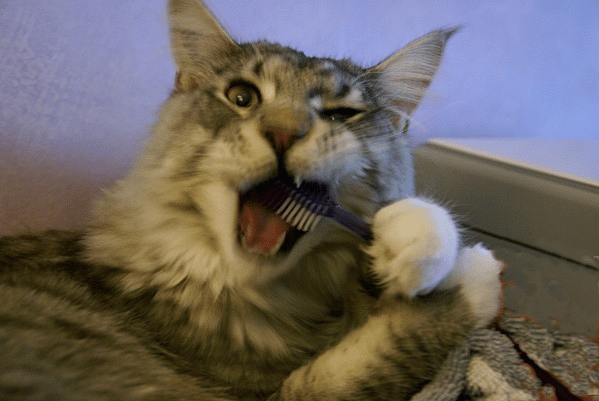 un chat qui se brosse les dents