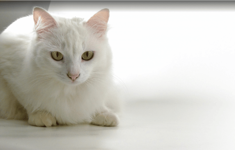 un chat angora turc