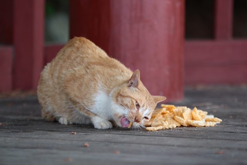 un chat qui mange