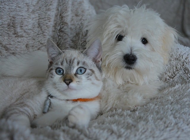 un chien et un chat ensemble