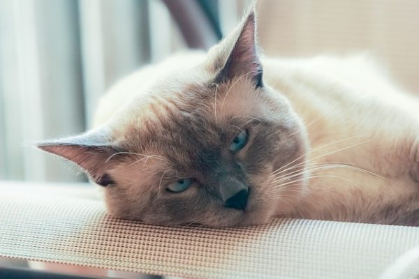 Chat Siamois Thai Caractere Pelage Entretien Guide Complet