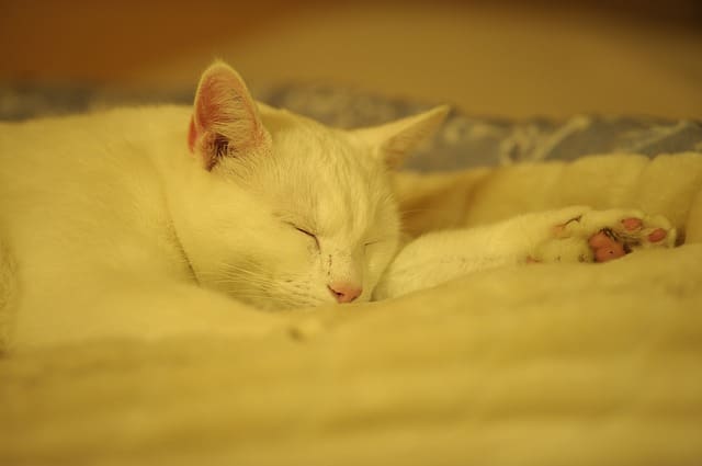 chat qui dort sur un plaid
