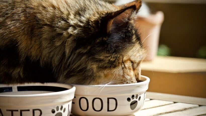 Comment doit être composée l'alimentation de votre chaton ?