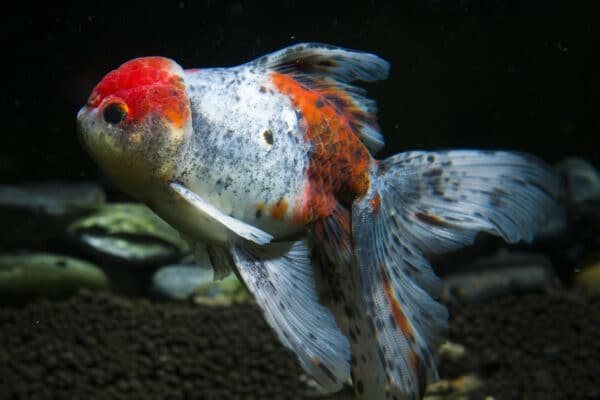 Comment choisir une taille d'aquarium adaptée selon le type de poisson ?