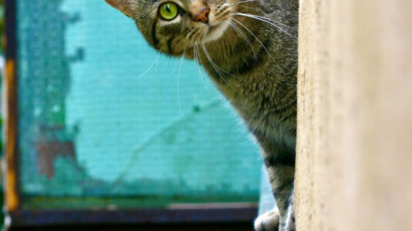 Quels sont les bienfaits de l'actinidia pour les chats ?