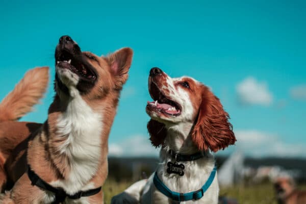 L'importance de l'éducation canine : comment rendre votre chien obéissant et heureux