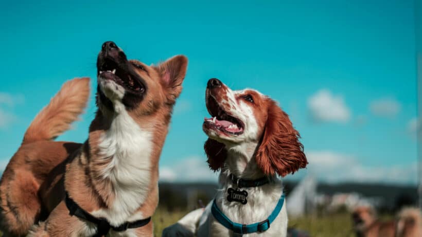 L'importance de l'éducation canine : comment rendre votre chien obéissant et heureux