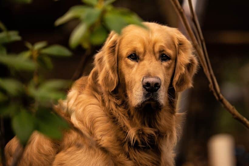 golden retriever