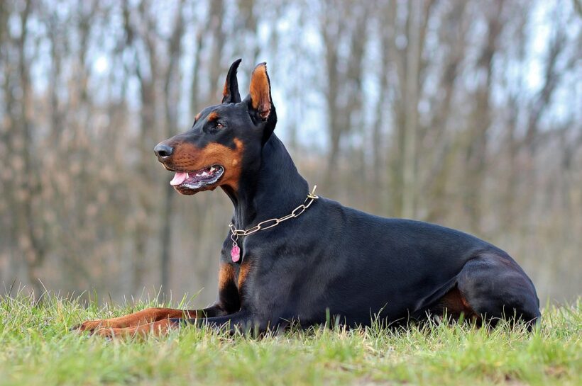 doberman race agressive