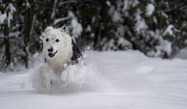 chien qui court dans la neige